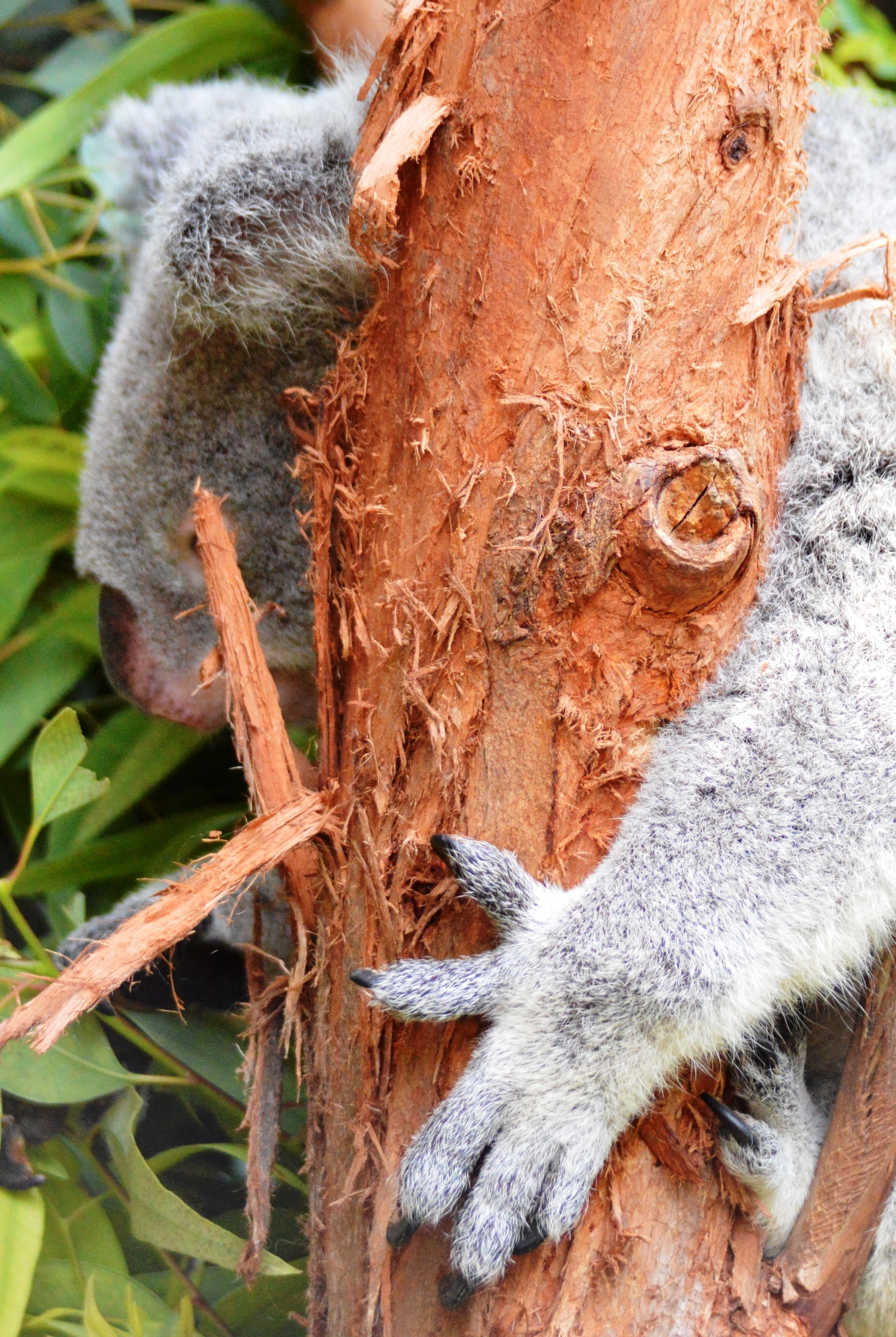 Koala - Columbia Zoo - 2014 07 - 02